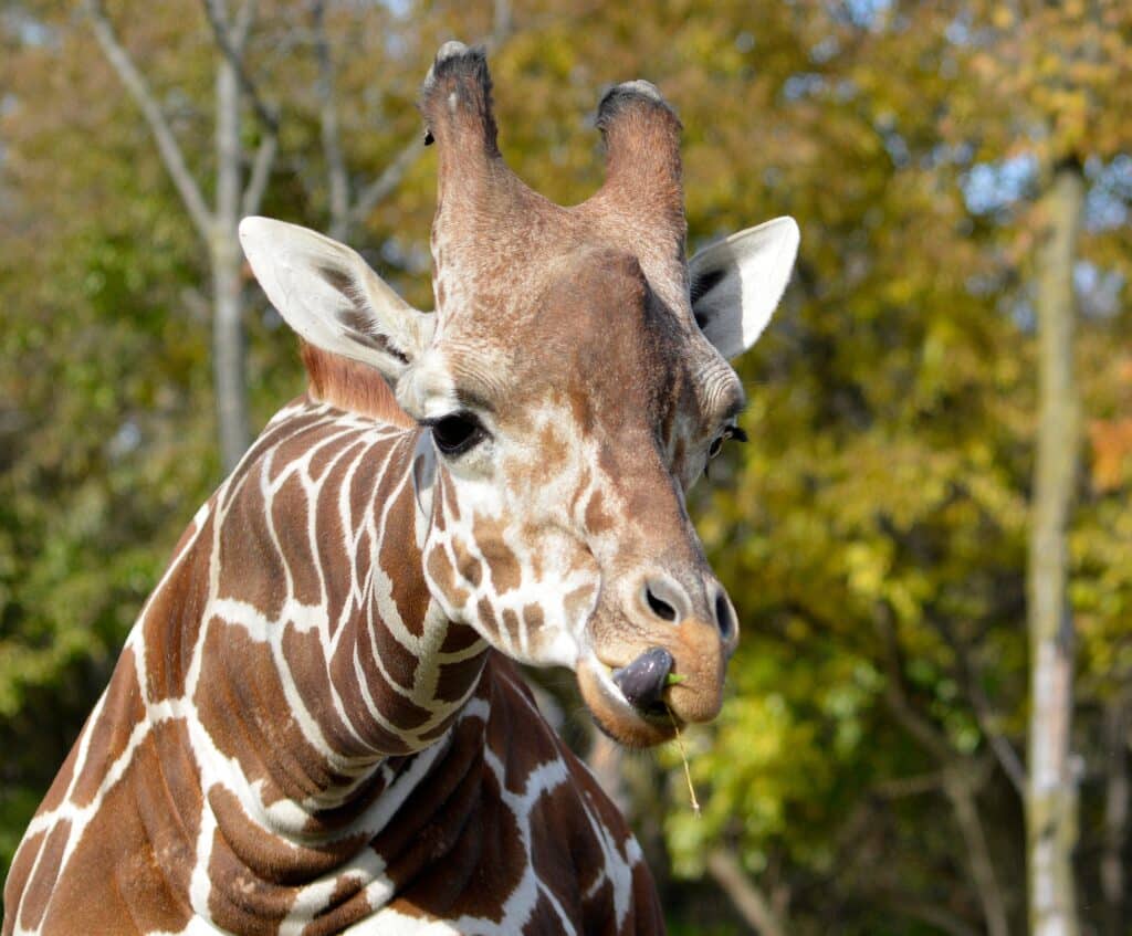 giraffe at detroit zoo
