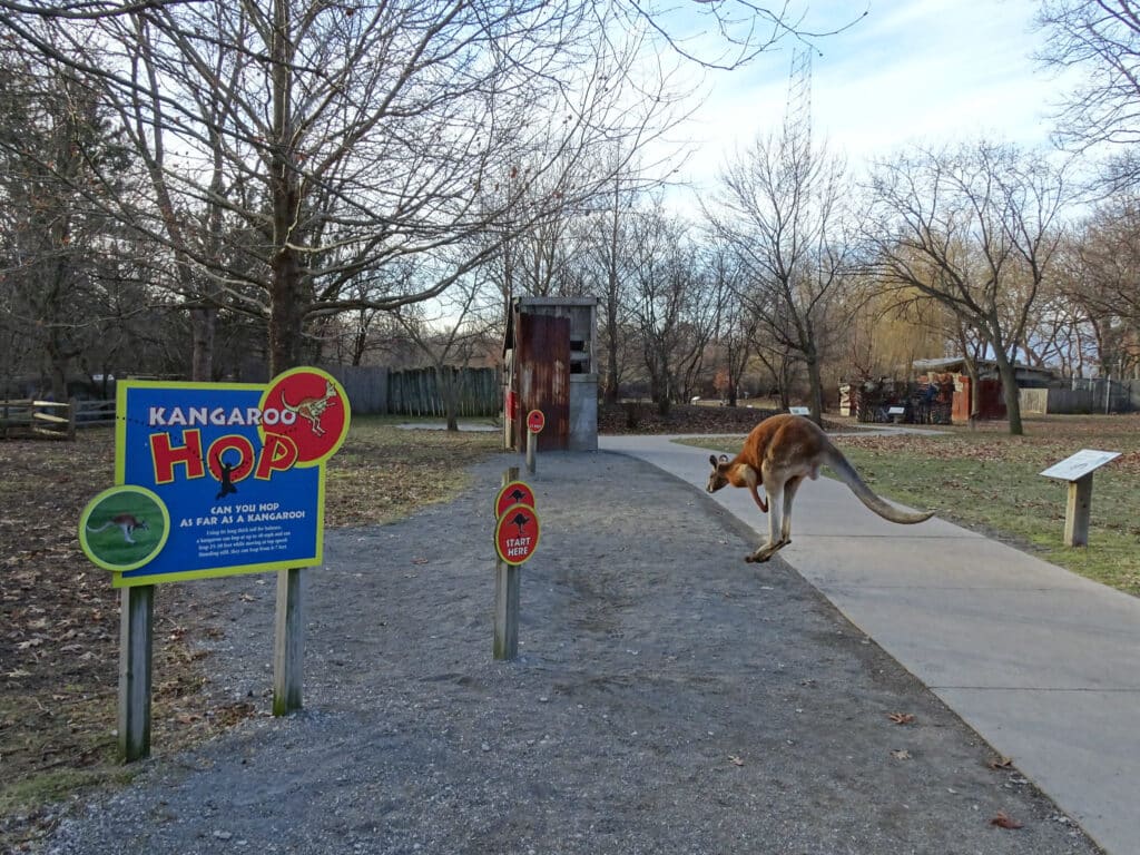 kangaroo at detroit zoo