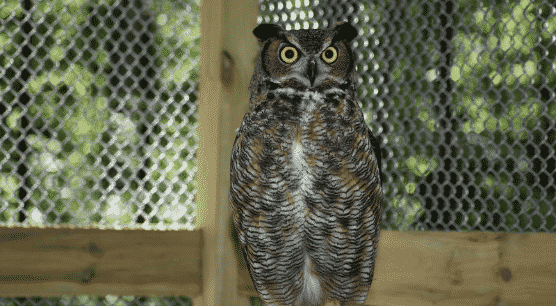 owl nature center at oakwoods metropark 1