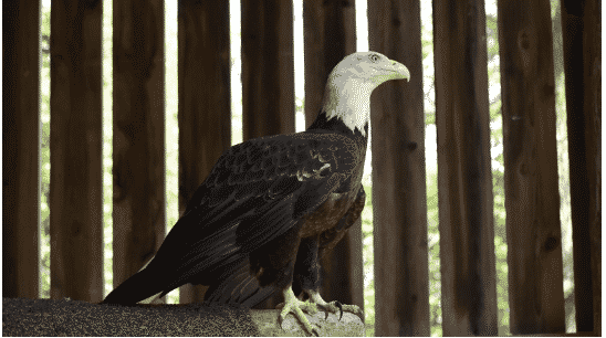 resident eagle 1