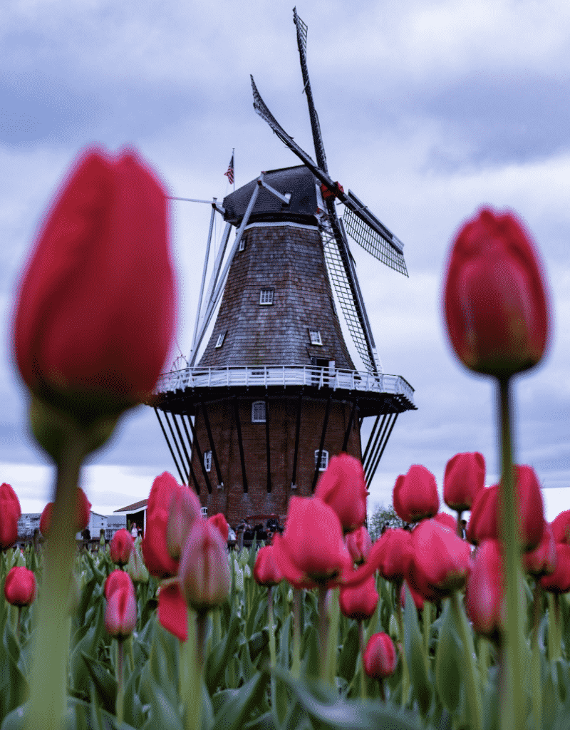 tulip season holland mi