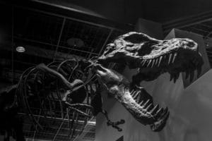 T Rex dinosaur in museum stock image